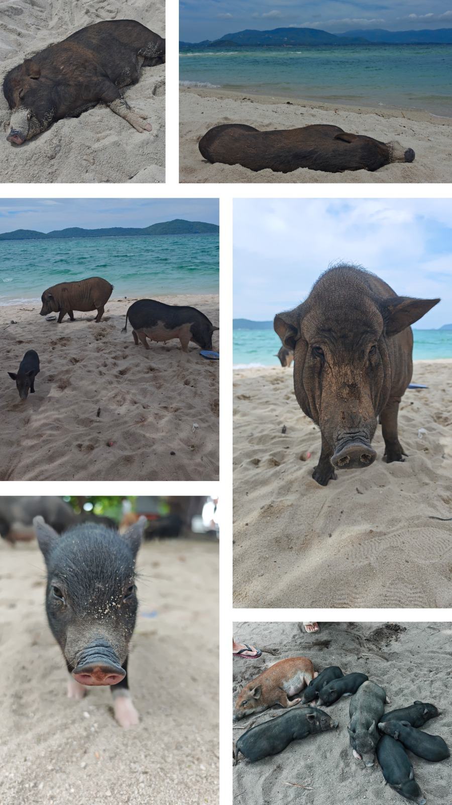 Les cochons de la plage en Thaïlande