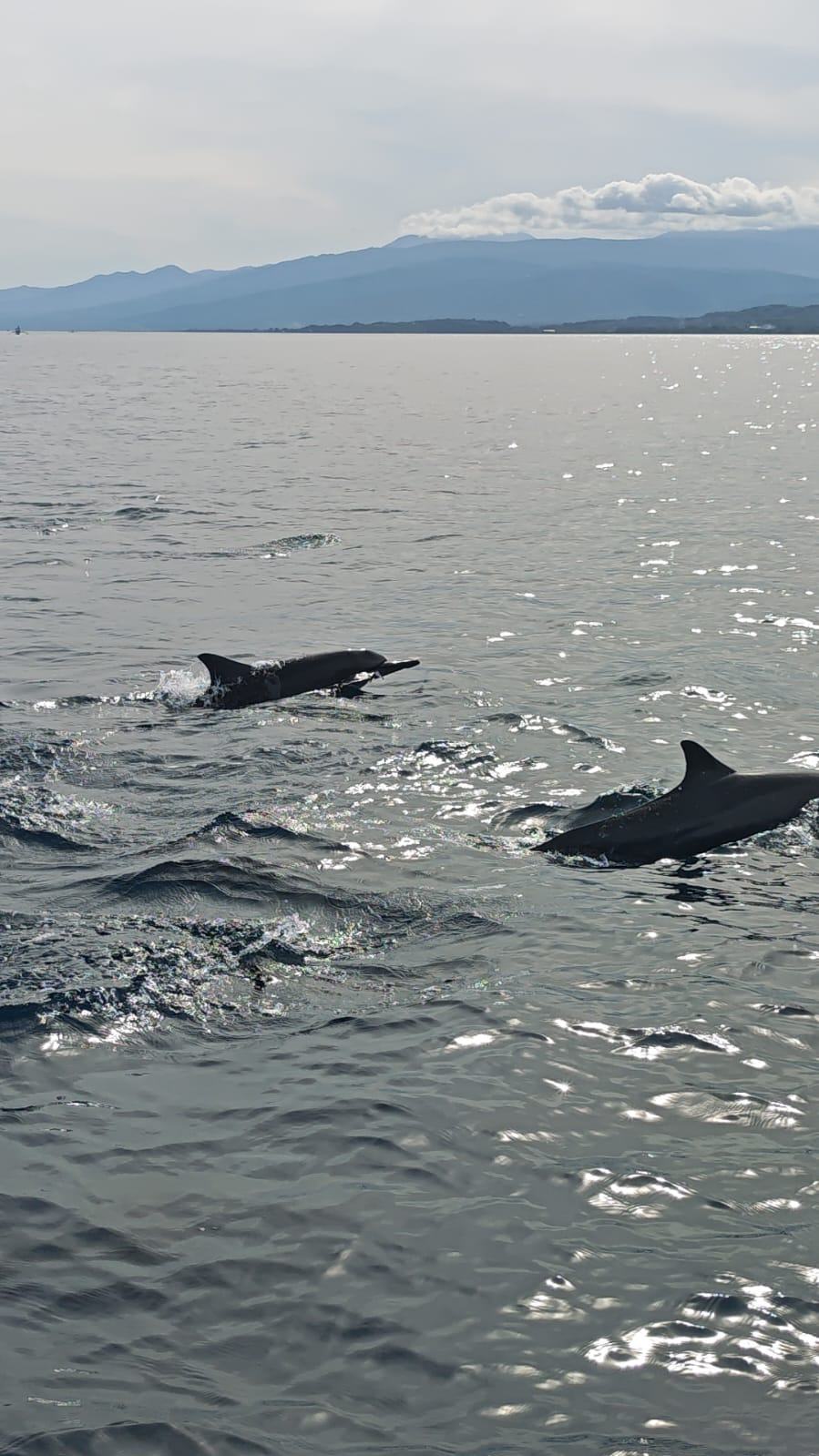 Dauphins au large