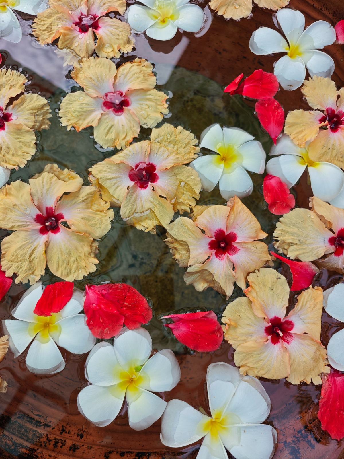 Fleurs de frangipanier