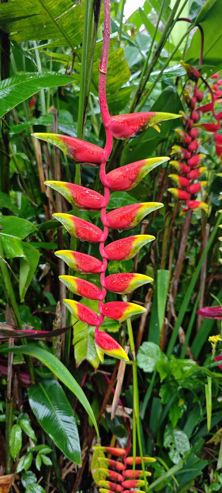 Fleur d'héliconia